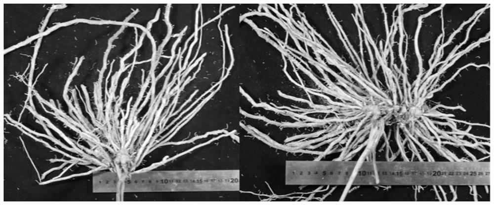 Method for efficiently utilizing moisture of asparagus