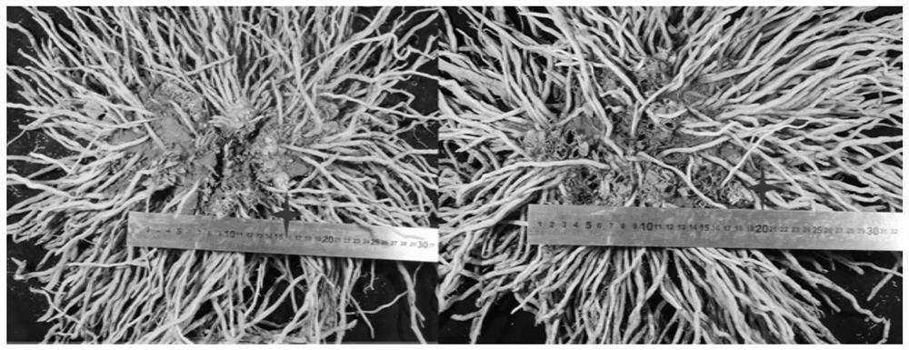 Method for efficiently utilizing moisture of asparagus