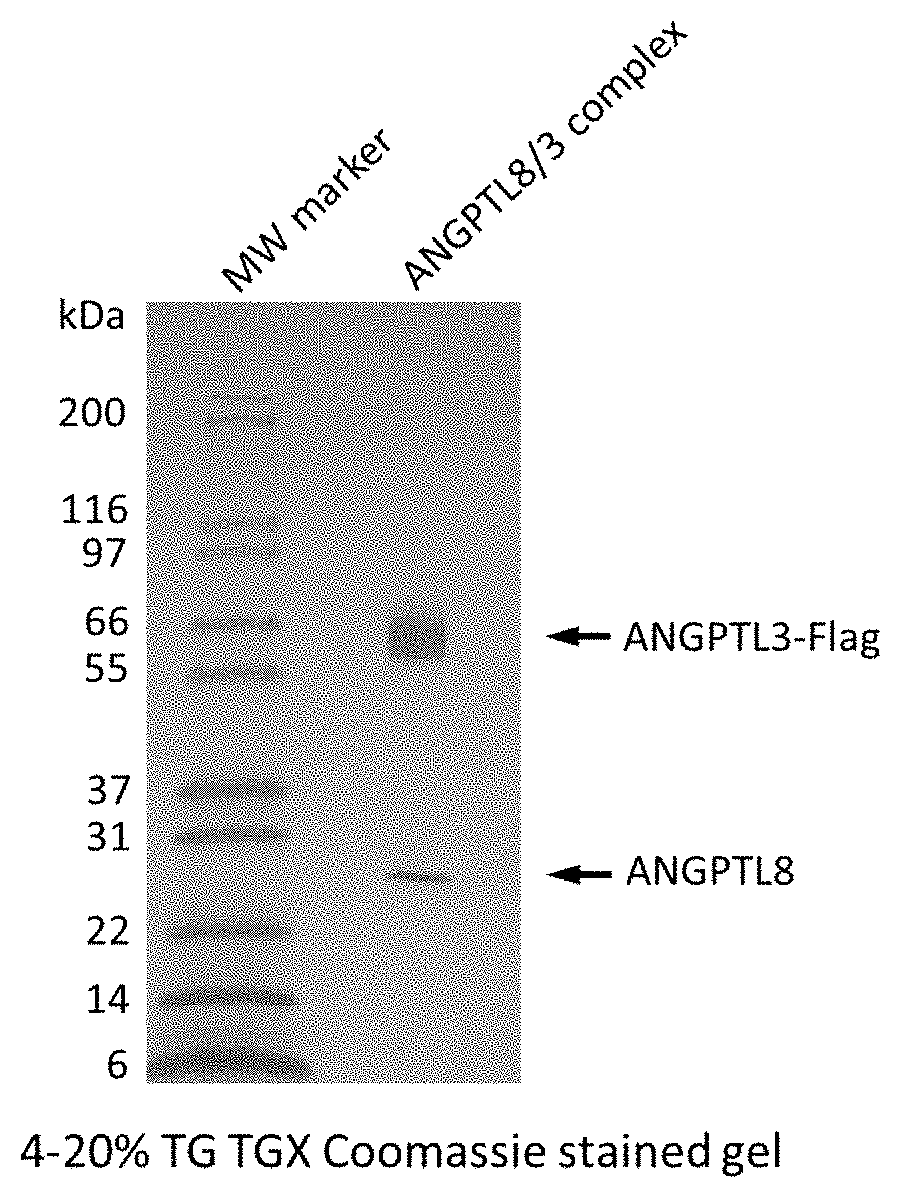 Polynucleotides for preparing ANGPTL 3/8 complexes