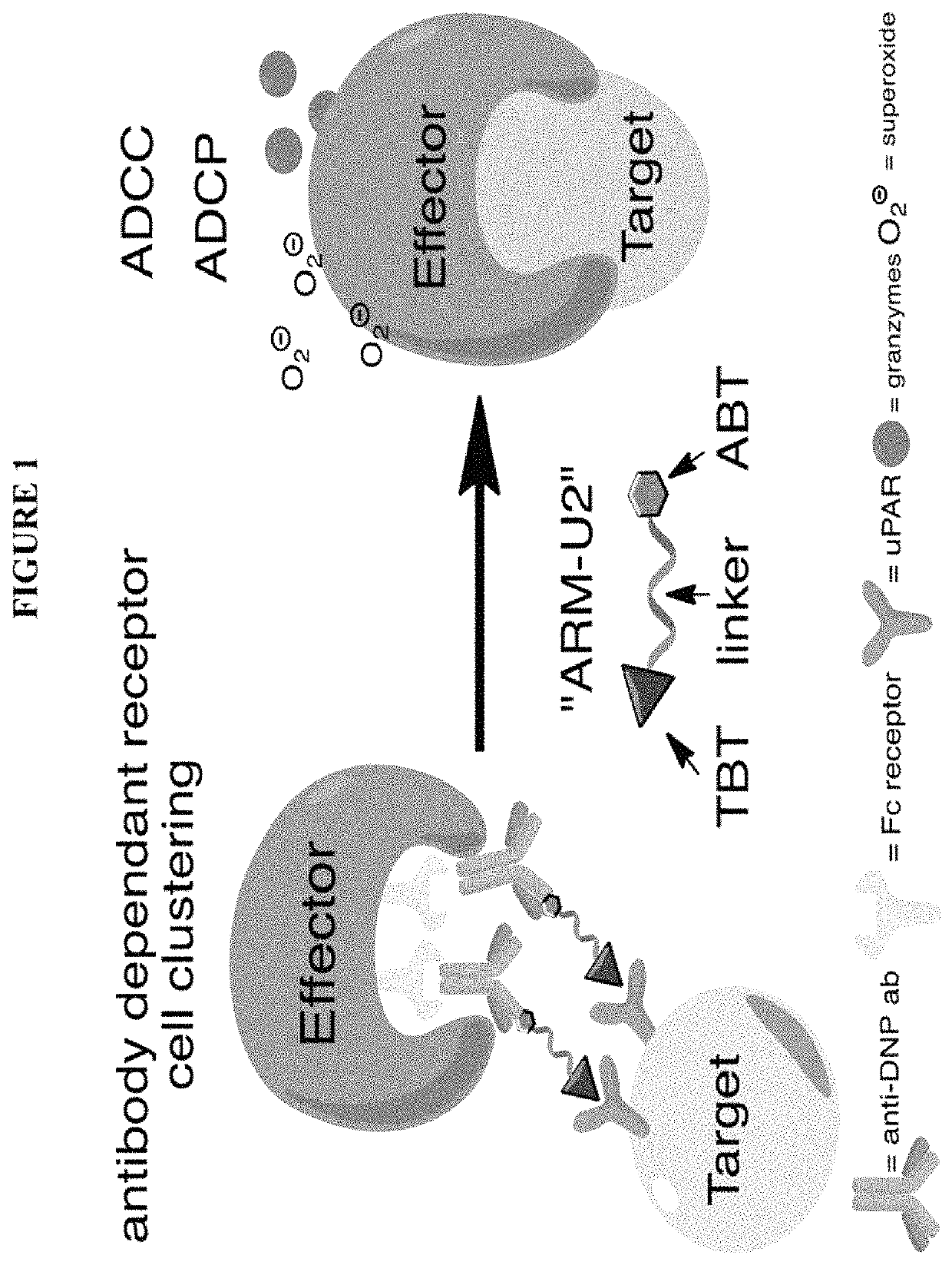 Small molecule based antibody-recruiting compounds for cancer treatment