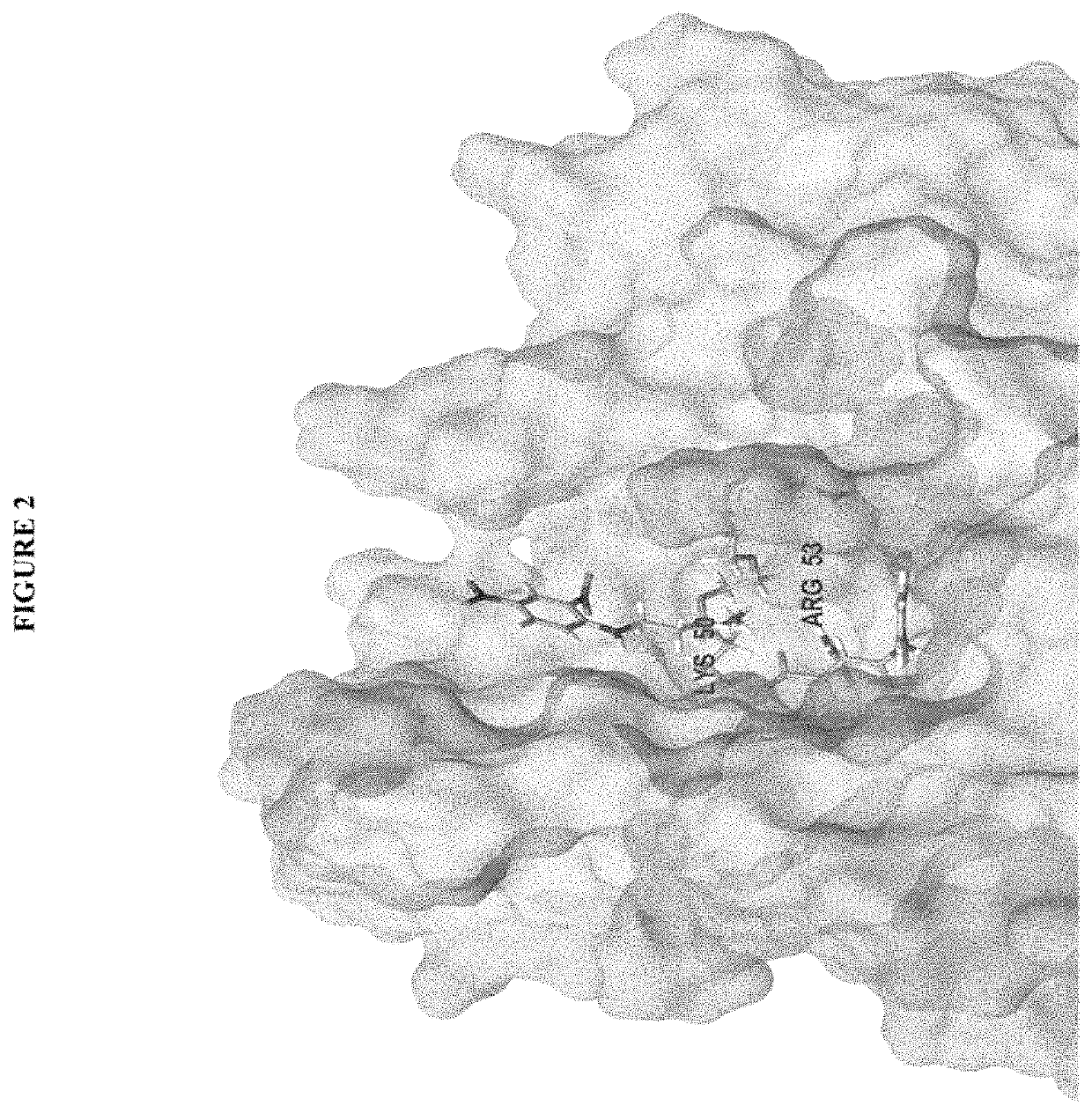 Small molecule based antibody-recruiting compounds for cancer treatment