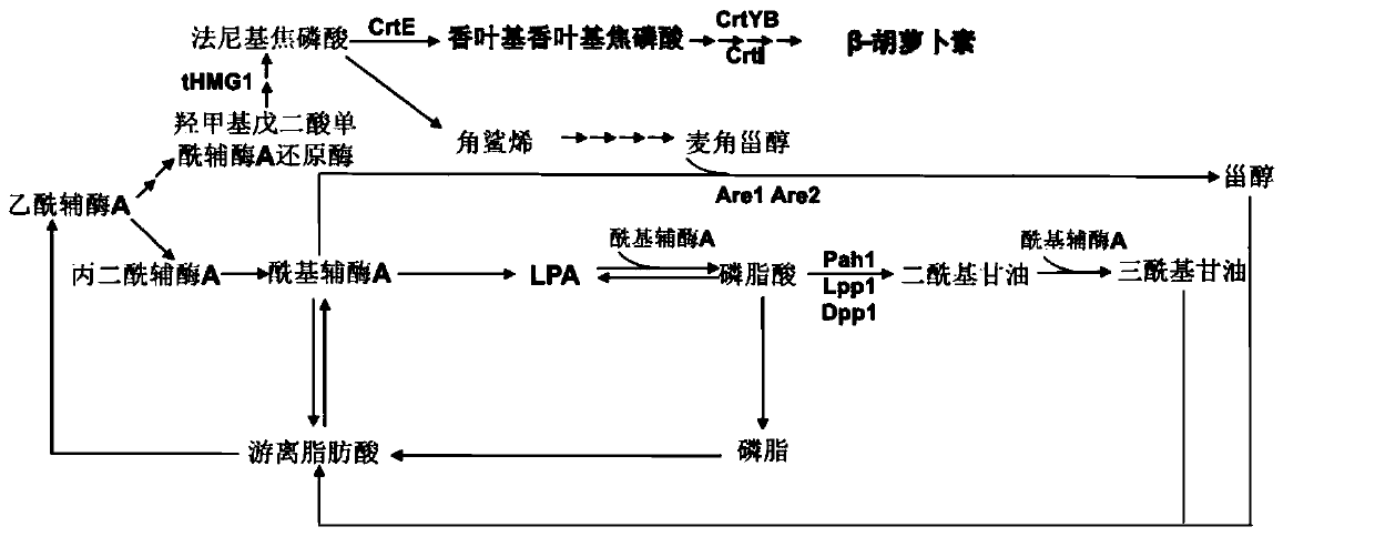 Genetic engineering bacteria producing beta-carotene, and application thereof