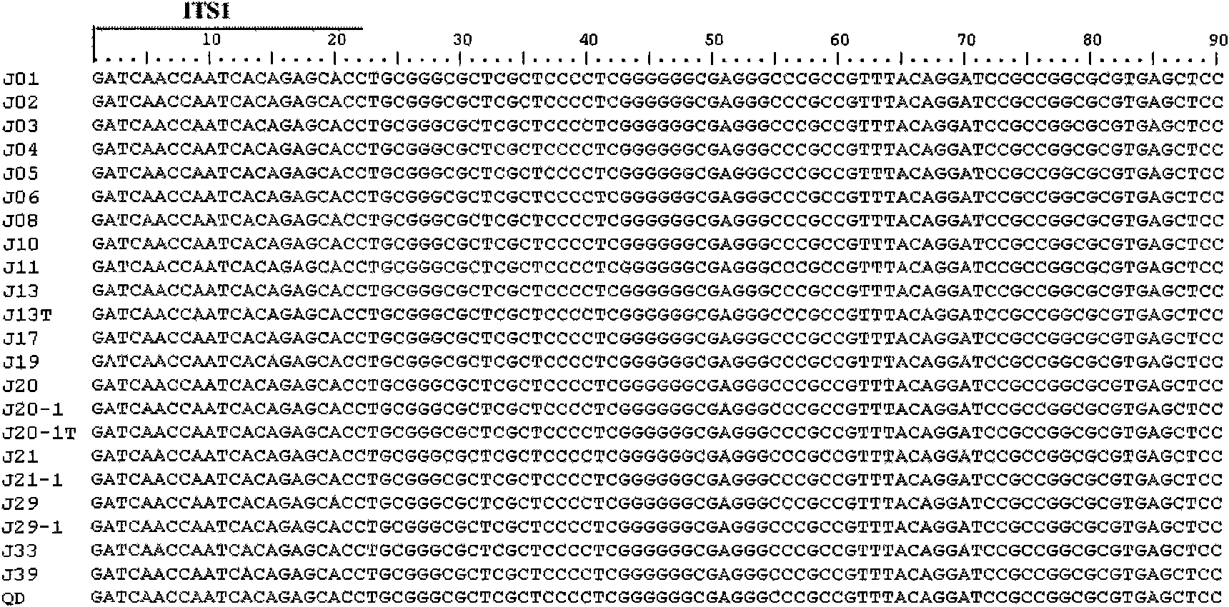 Detection method of enteromorpha micro-generation fluorescence in-situ hybridization