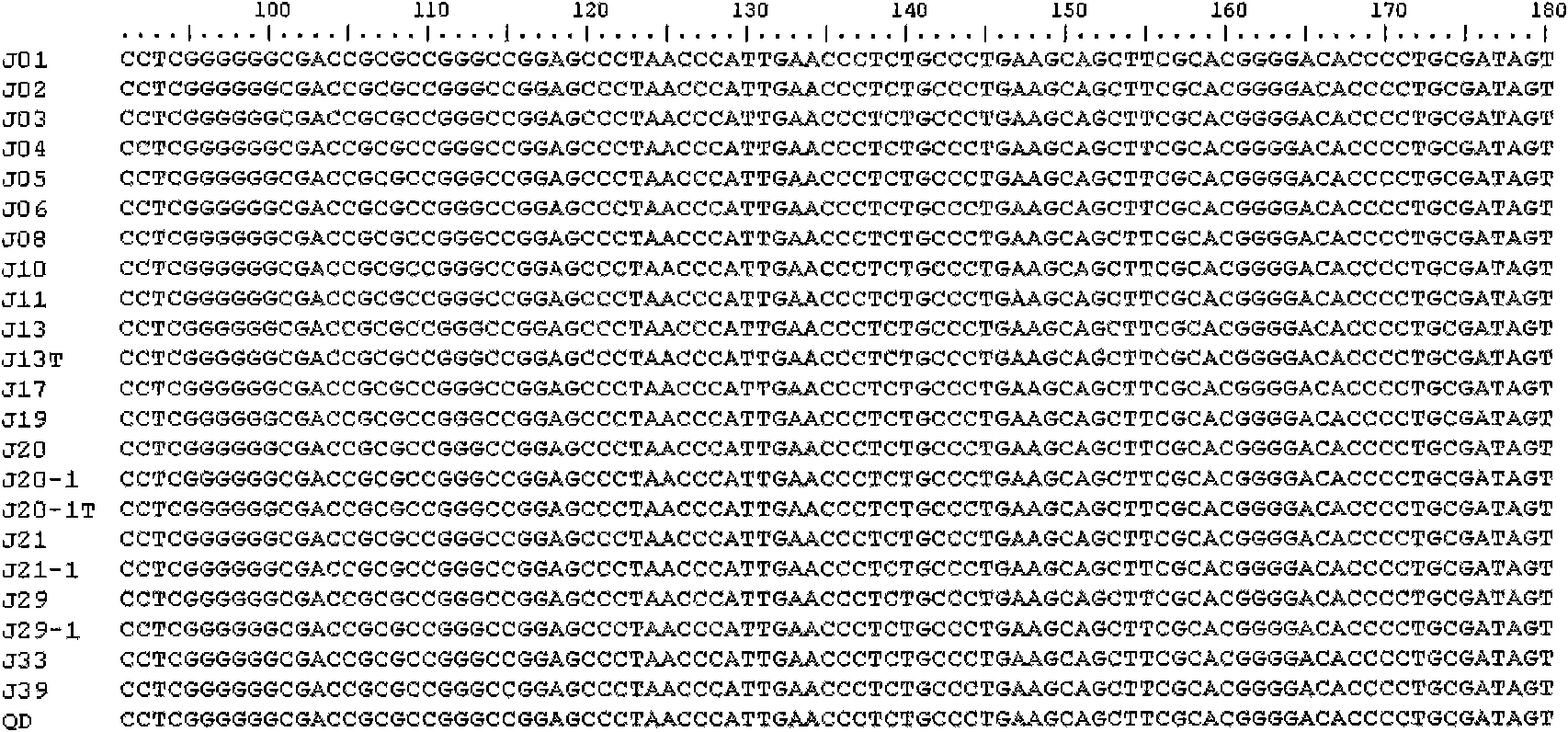 Detection method of enteromorpha micro-generation fluorescence in-situ hybridization