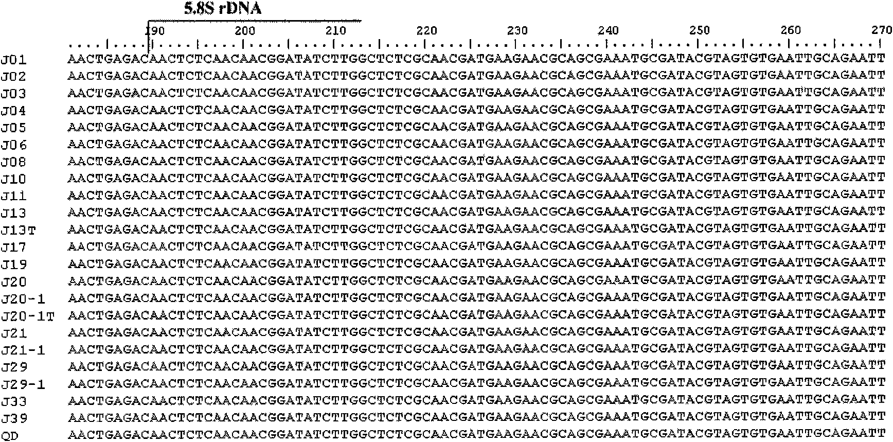 Detection method of enteromorpha micro-generation fluorescence in-situ hybridization