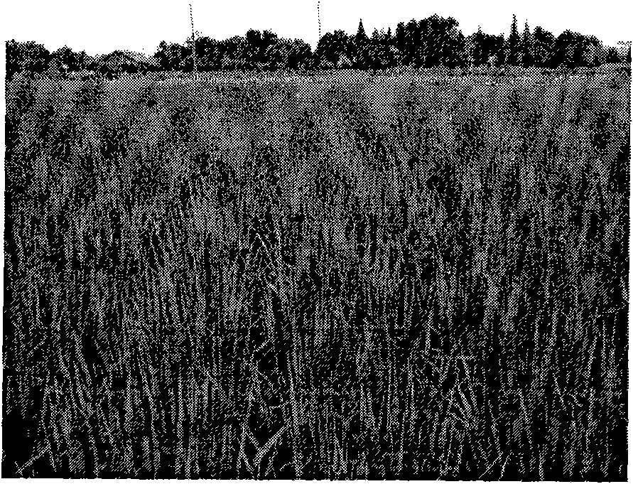 Method for detecting high-temperature stability of photosynthetic capacity of paddy rice