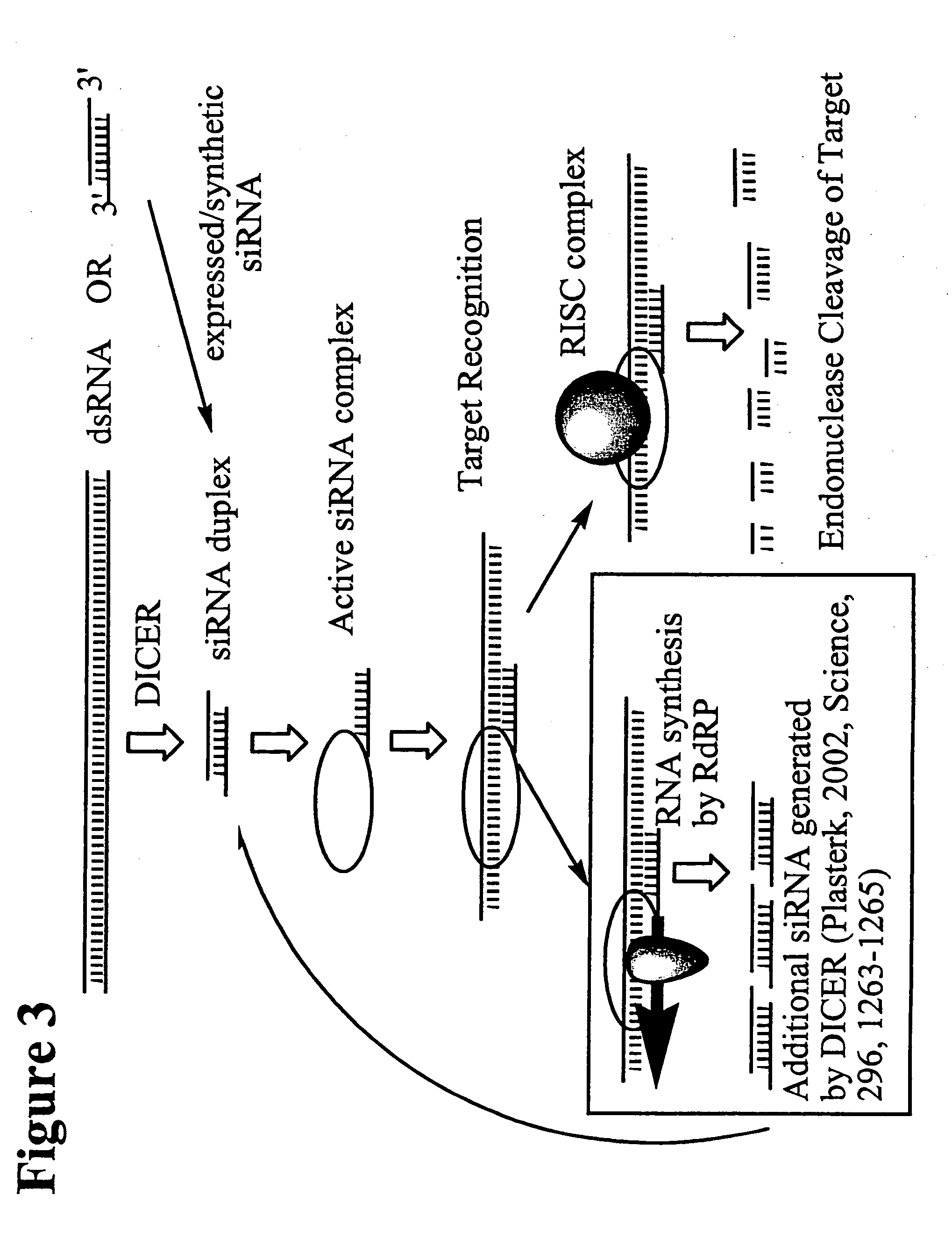 RNA interference mediated inhibition of stearoyl-CoA desaturase (SCD) gene expression using short interfering nucleic acid (siNA)