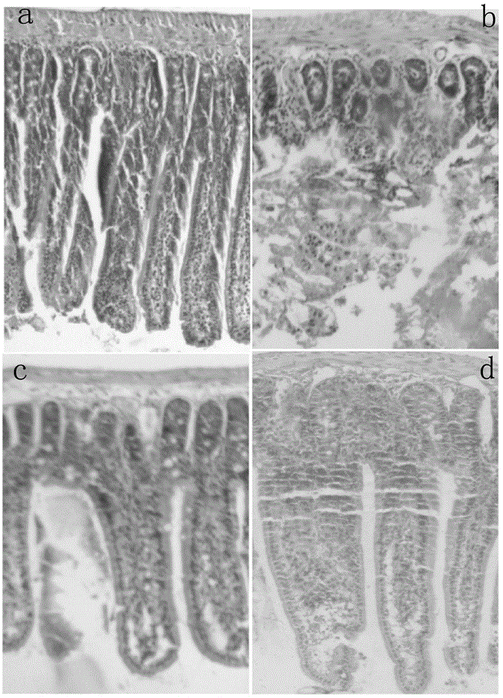 Panax japonicus extract and application thereof