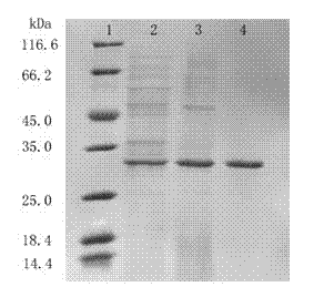 Lipase producing strain tolerant to organic solvent as well as genes and applications of lipase