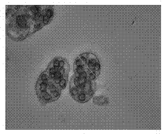 Efficient genetic transformation method of hybridized tulip tree