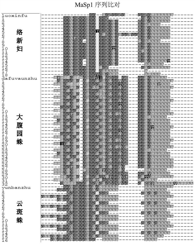 The performance of dragging silk and its silk protein gene sequence