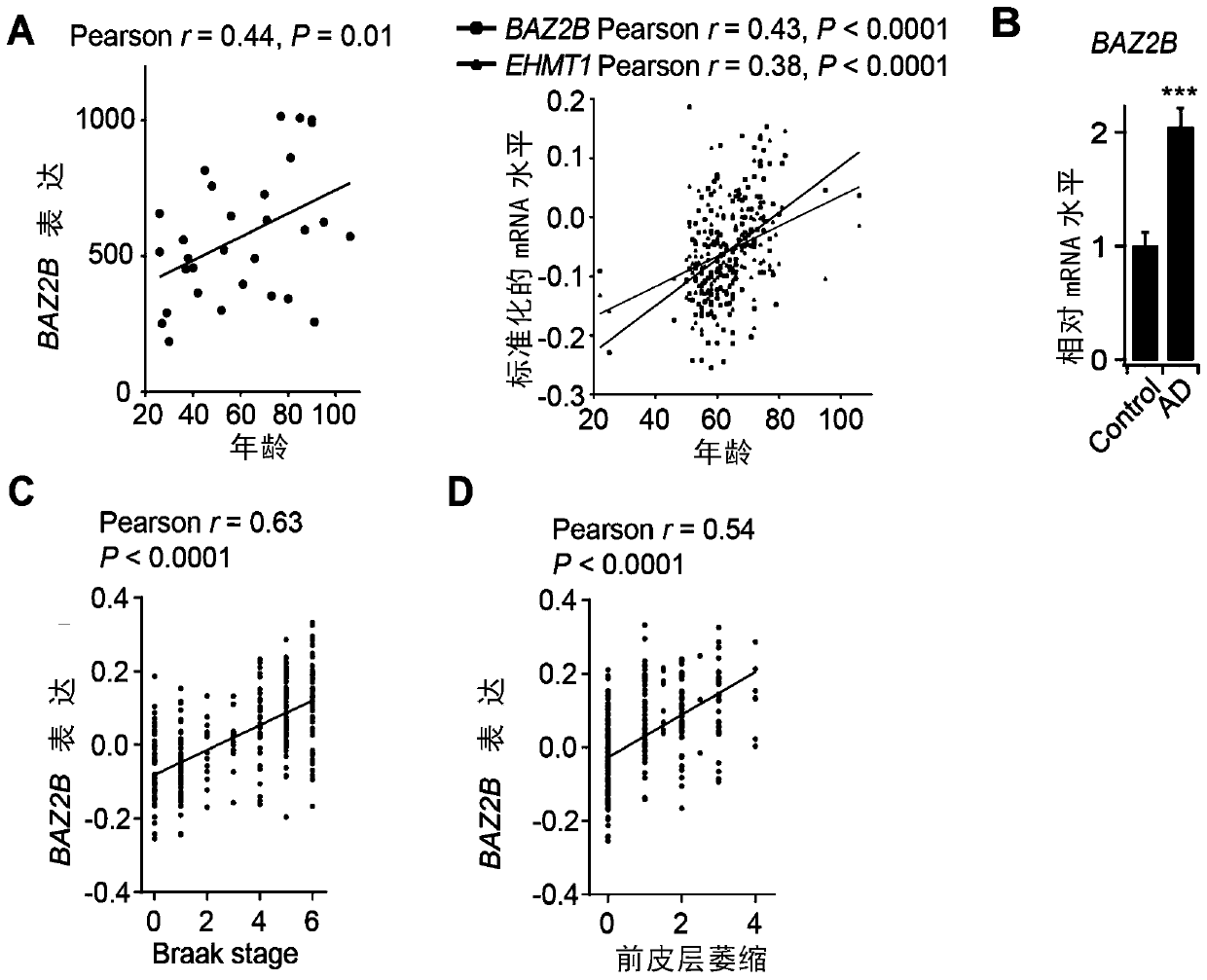 Application of Baz2b gene as target spot in senescence alleviation