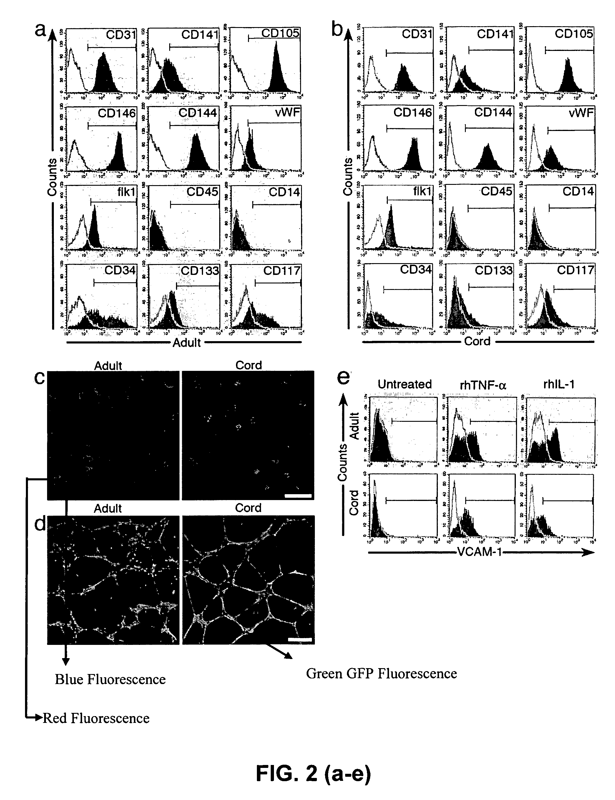 Isolation, expansion and use of clonogenic endothelial progenitor cells