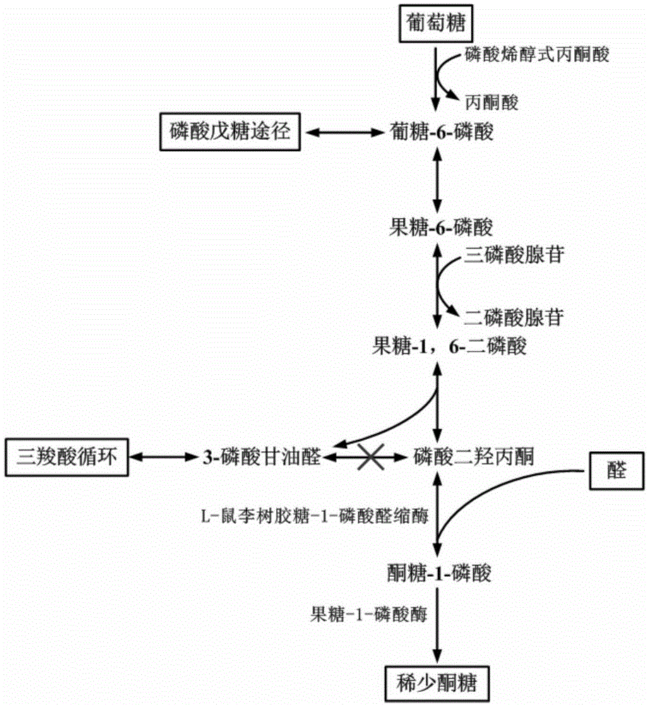 A Corynebacterium glutamicum engineering strain that biosynthesizes rare sugars and its construction method and application