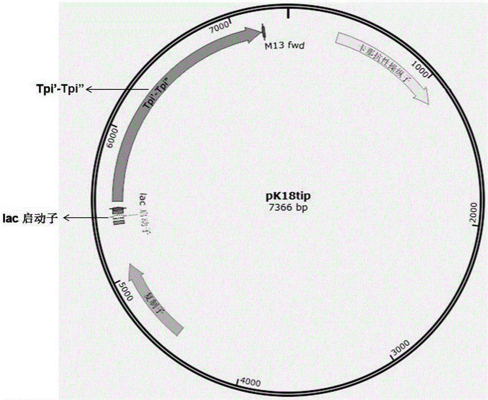 A Corynebacterium glutamicum engineering strain that biosynthesizes rare sugars and its construction method and application