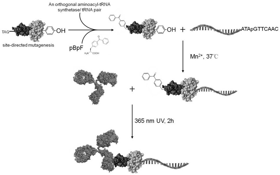 Precise antibody nucleic acid directional connection method