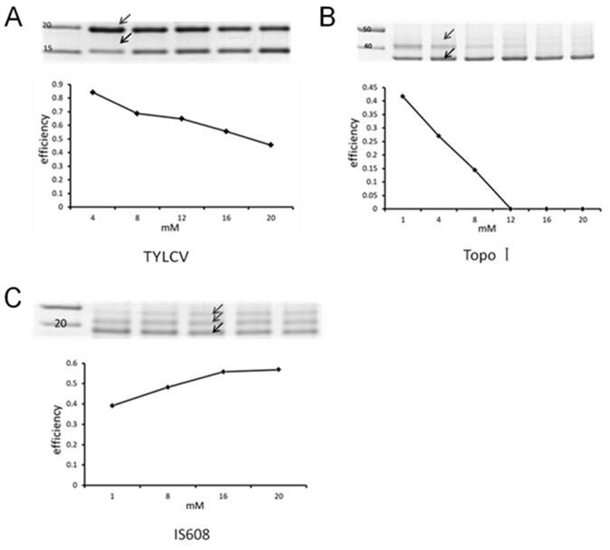 Precise antibody nucleic acid directional connection method