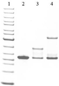 Precise antibody nucleic acid directional connection method