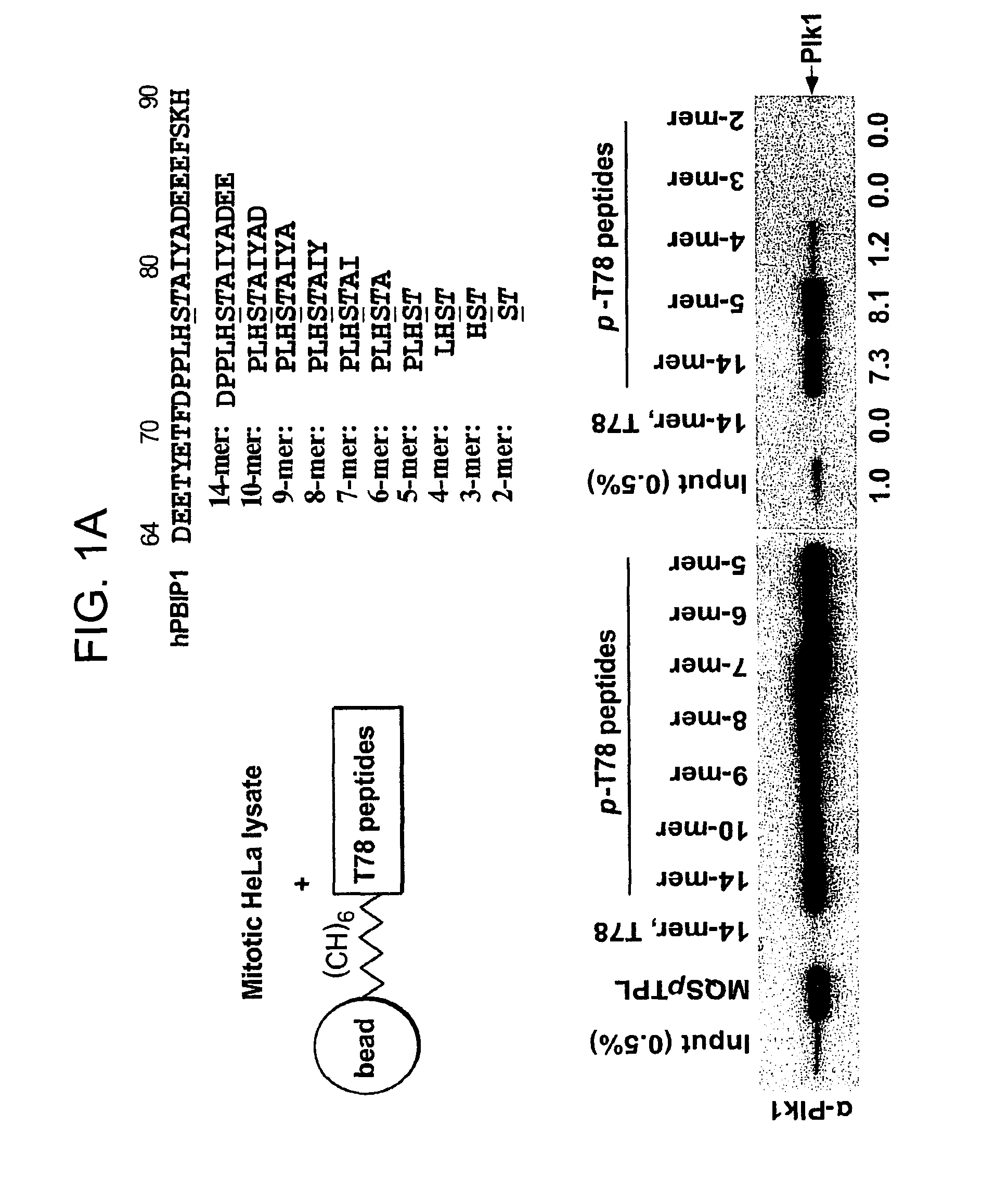 Peptide mimetic ligands of polo-like kinase 1 polo box domain and methods of use