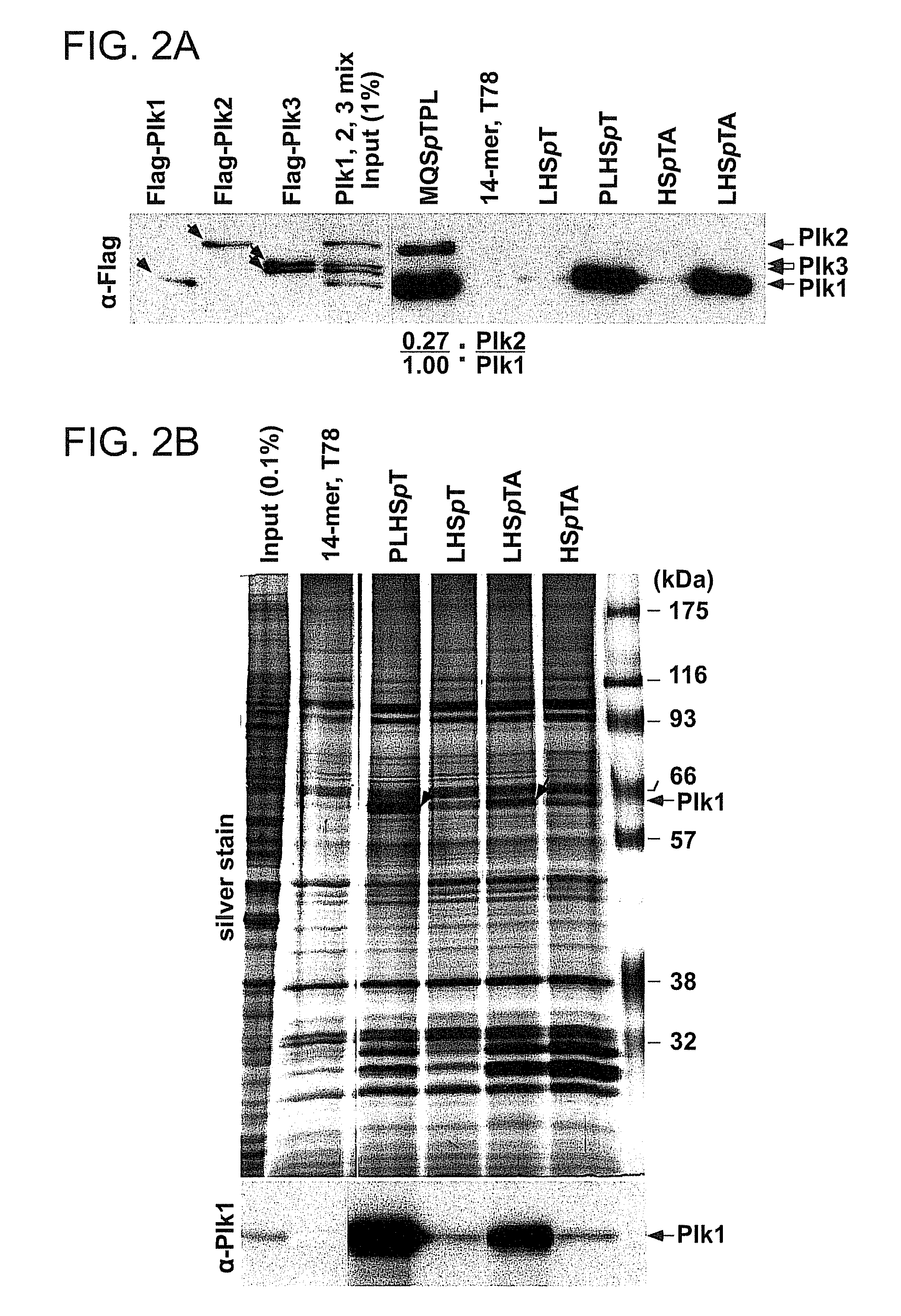 Peptide mimetic ligands of polo-like kinase 1 polo box domain and methods of use