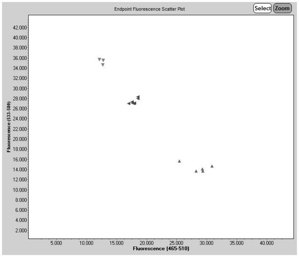 A kasp molecular marker, kit and application for identifying male sterility restoration gene of pepper cms