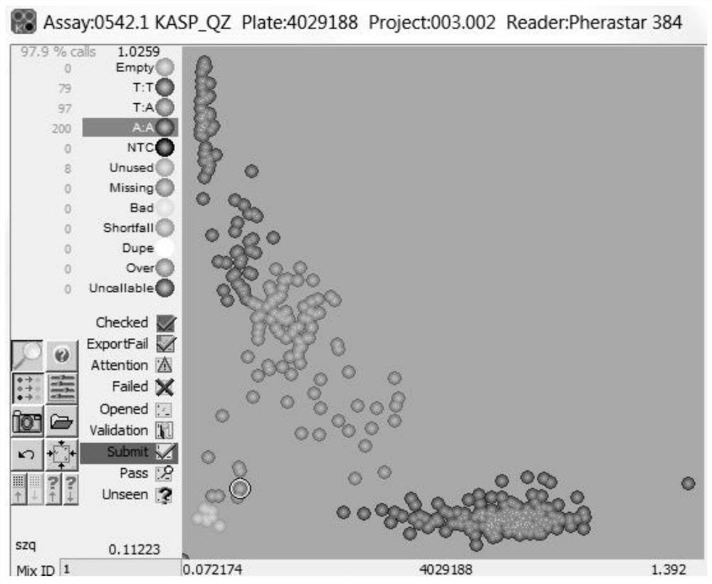 A kasp molecular marker, kit and application for identifying male sterility restoration gene of pepper cms