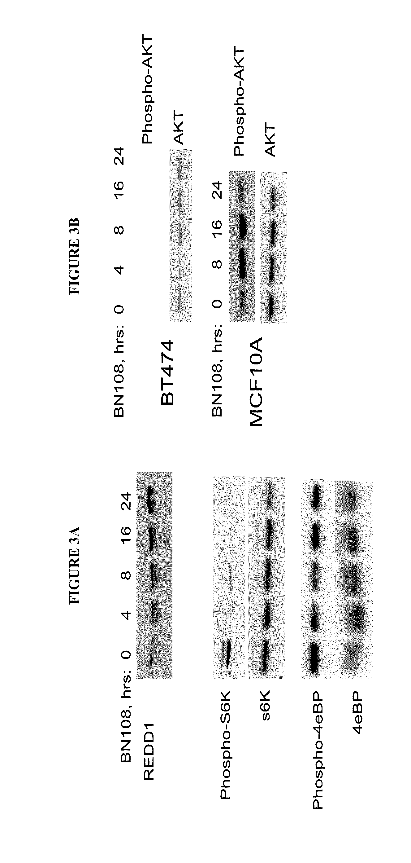 Anticancer Methods Using Extracts of Anemarrhena asphodeloides Bunge