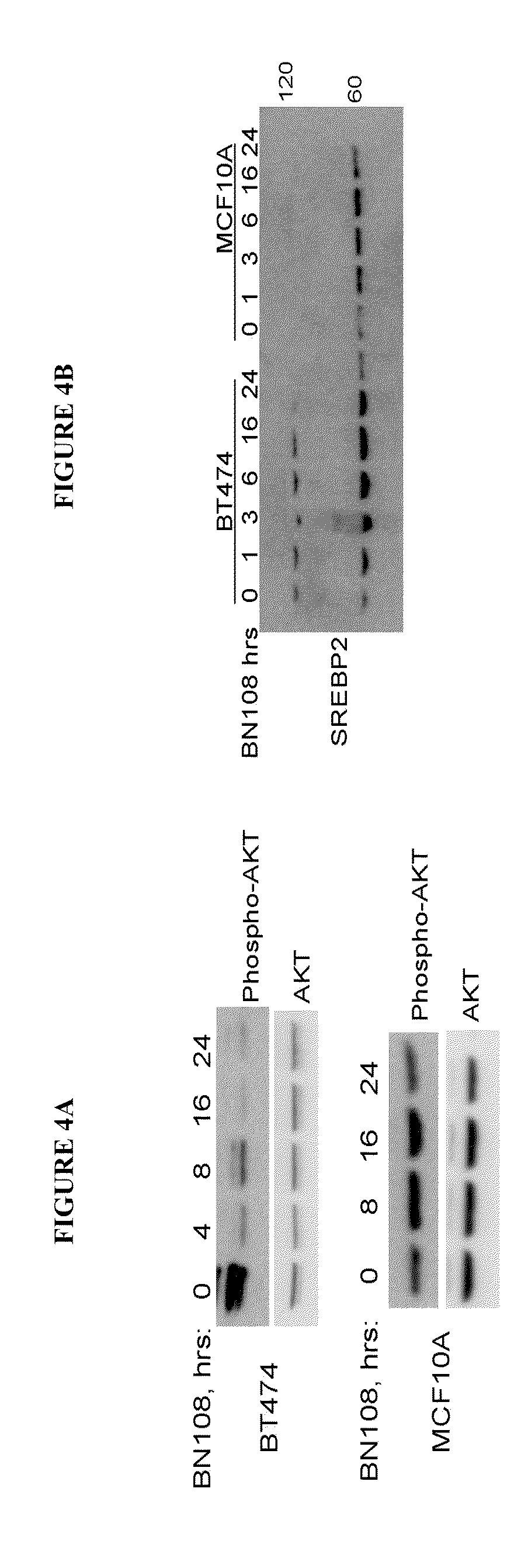 Anticancer Methods Using Extracts of Anemarrhena asphodeloides Bunge