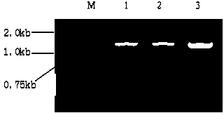 Gene OsPRO related to content of fragrance of fragrant rice and application of encoding protein of gene OsPRO