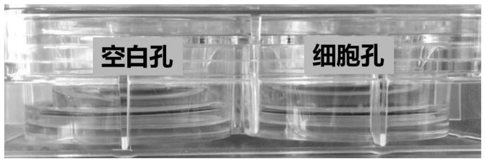 In-vitro model of central nervous system poisoning and method for evaluating curative effect of heavy activator