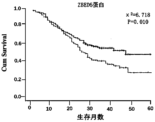 Group of cardia adenocarcinoma prognosis prediction markers and application thereof