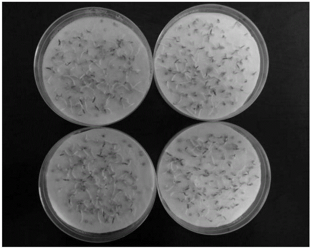 Method for releasing dormancy of solanum torvum swartz seeds