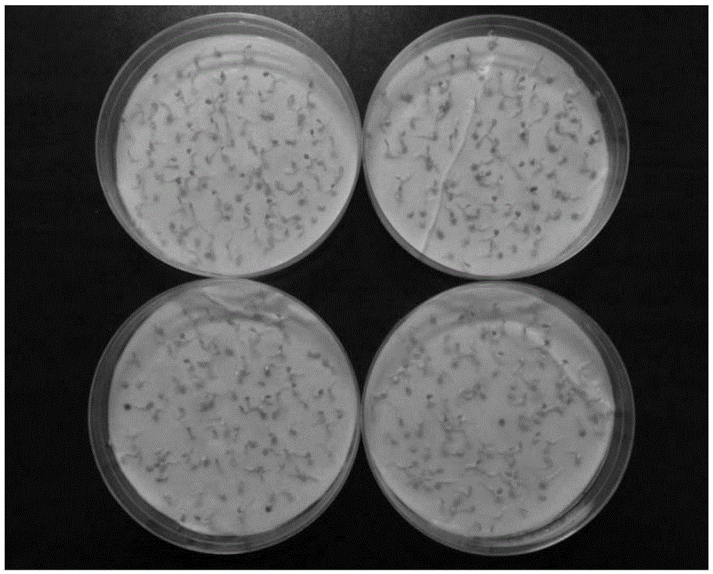 Method for releasing dormancy of solanum torvum swartz seeds