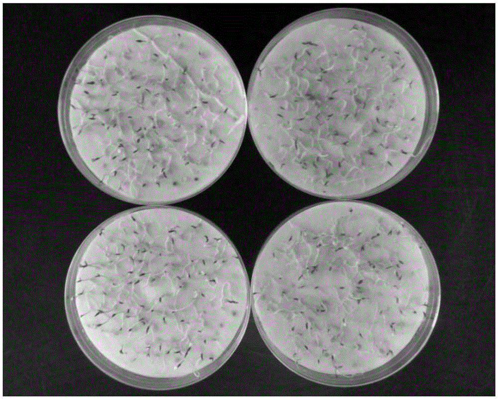 Method for releasing dormancy of solanum torvum swartz seeds