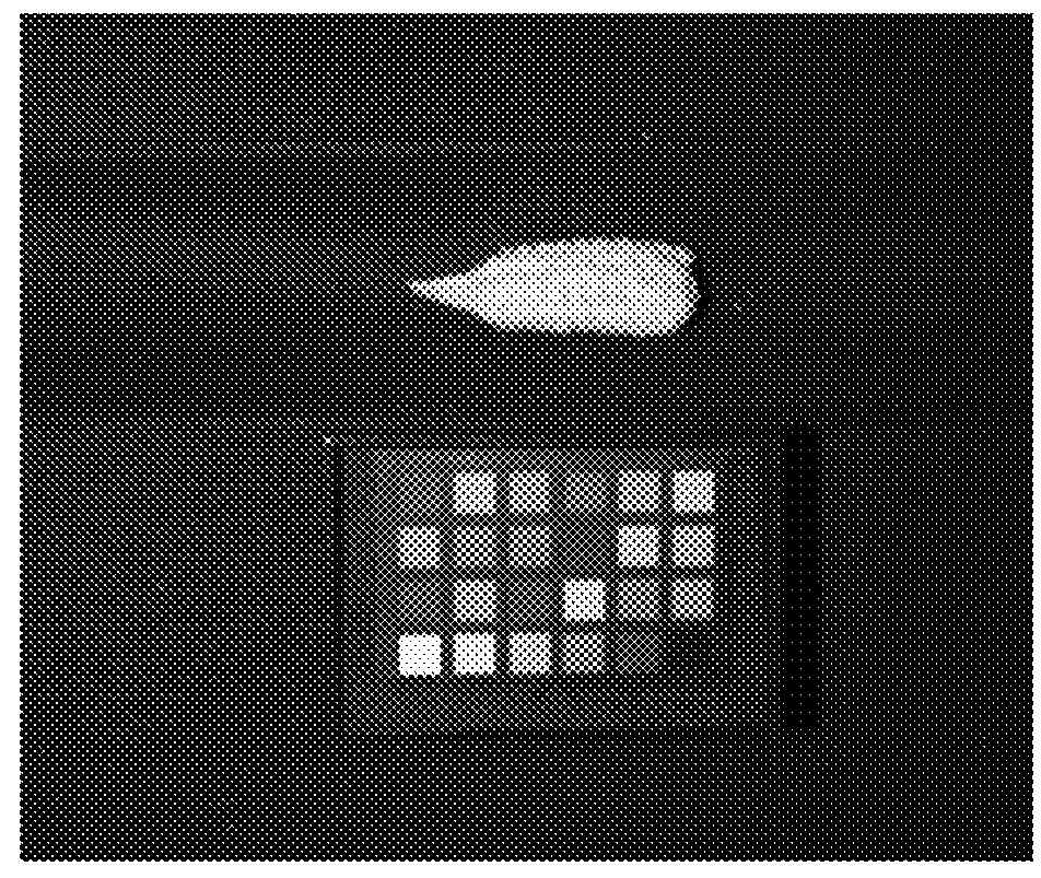 Immature ear photometry in maize