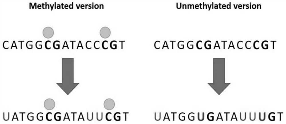 Composition and diagnostic reagent for detecting high-grade cervical lesions and cervical cancer