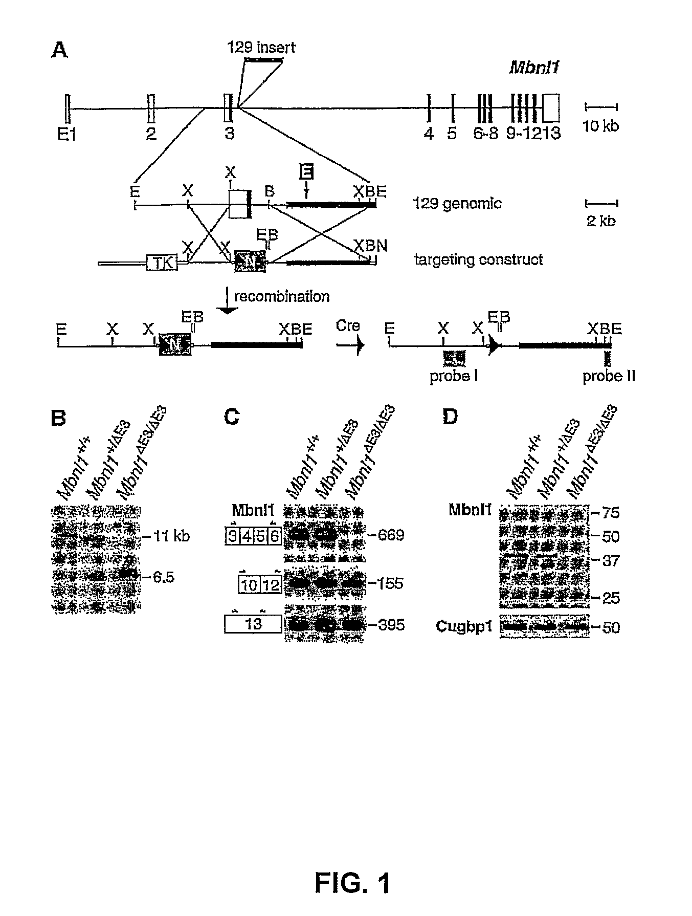 Methods and compositions for treatment of myotonia