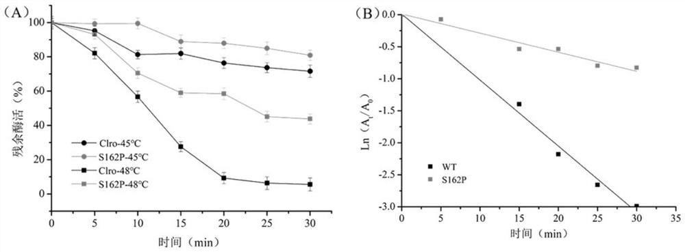 Zearalenone lactone hydrolase mutant S162P with improved thermal stability and application thereof