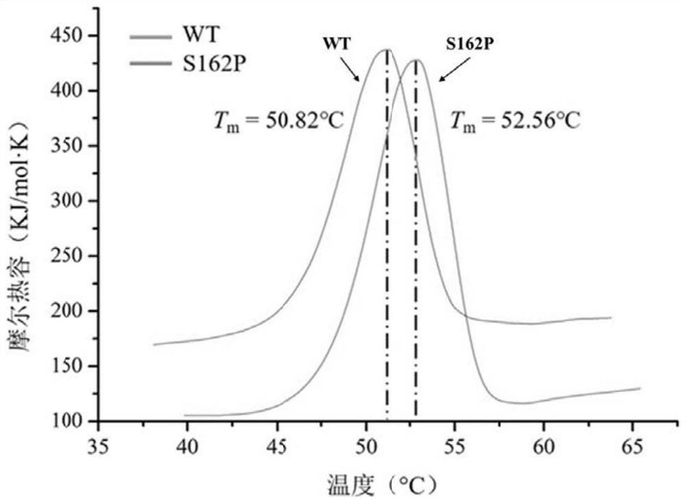 Zearalenone lactone hydrolase mutant S162P with improved thermal stability and application thereof