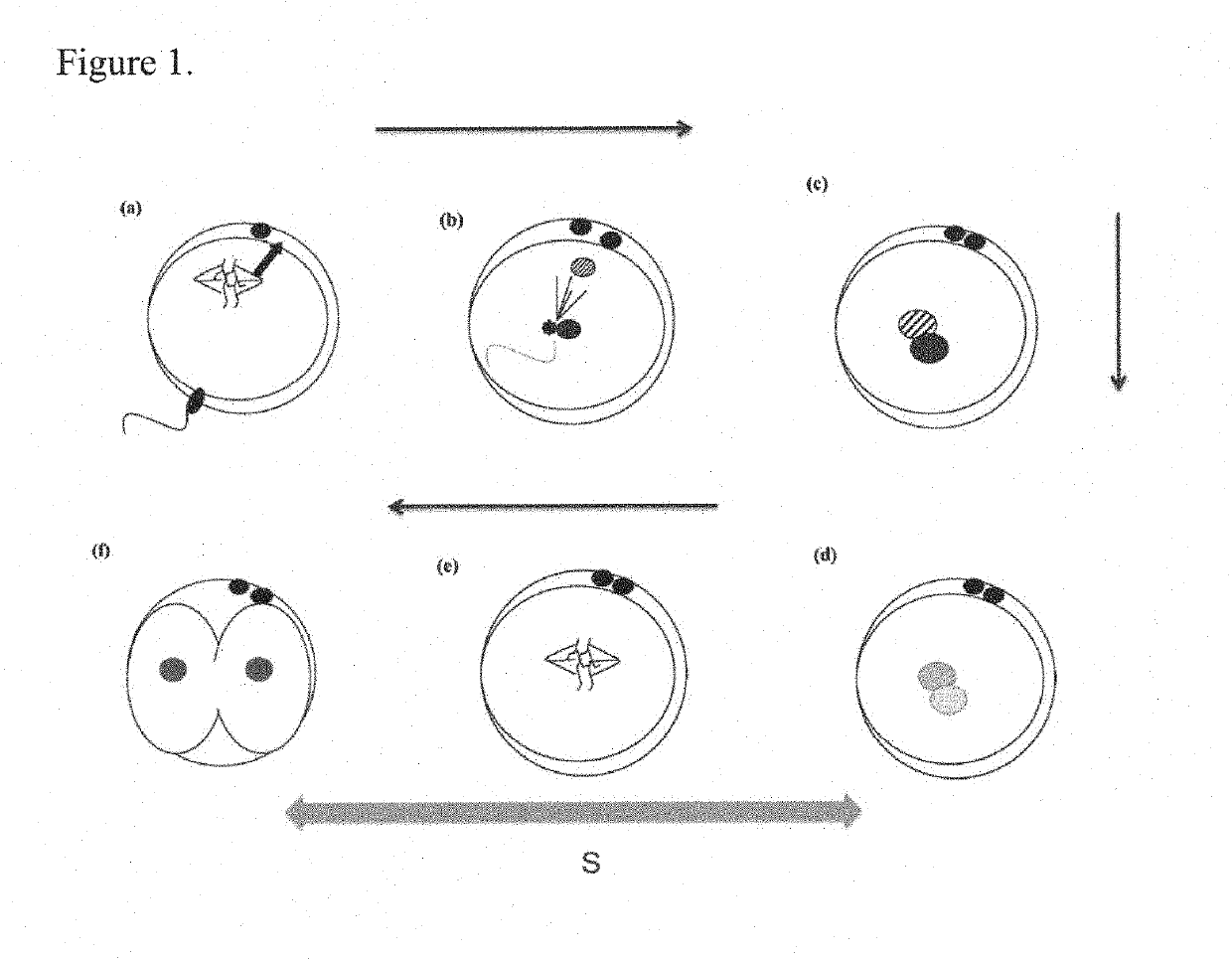 Abnormal syngamy phenotypes observed with time lapse imaging for early identification of embryos with lower development potential