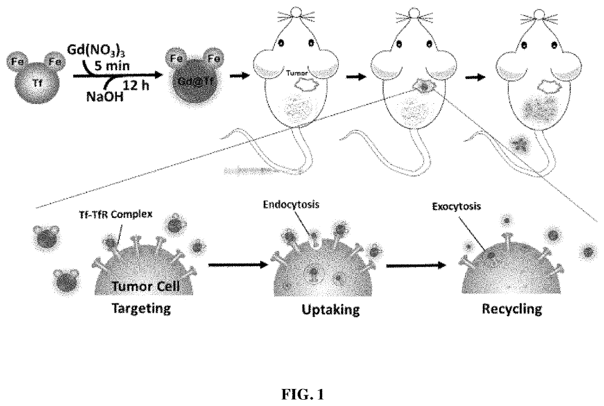 Tumor-targeting, clearable human protein-based MRI nanoprobes, and compositions and methods thereof