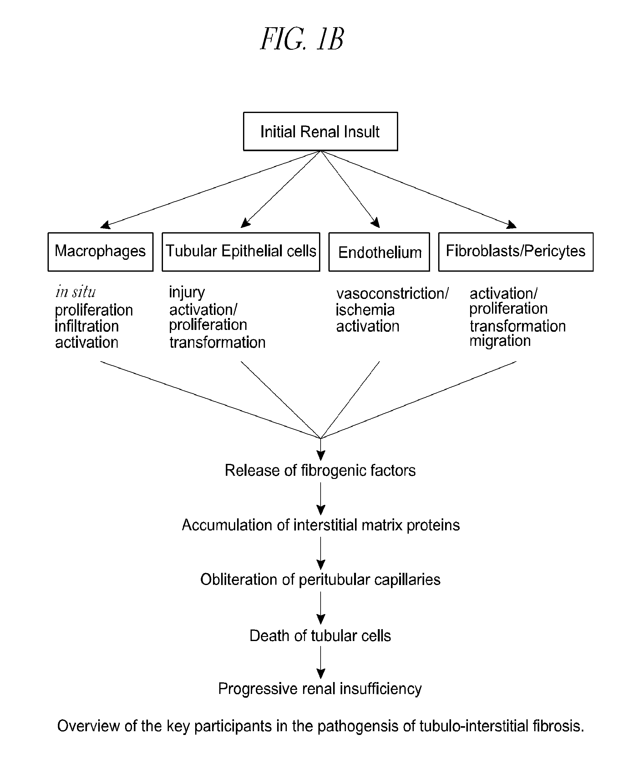 Cysteamine in the treatment of fibrotic disease