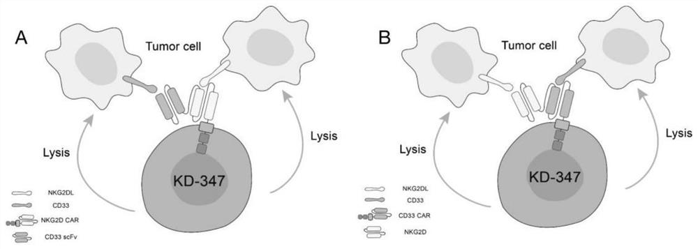 Chimeric antigen recipient cell targeting human CD33 and NKG2DL as well as preparation method and application of chimeric antigen recipient cell