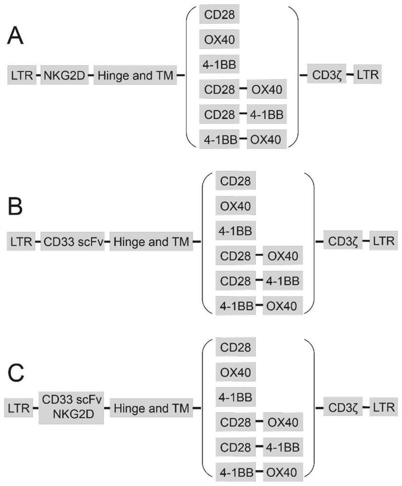 Chimeric antigen recipient cell targeting human CD33 and NKG2DL as well as preparation method and application of chimeric antigen recipient cell