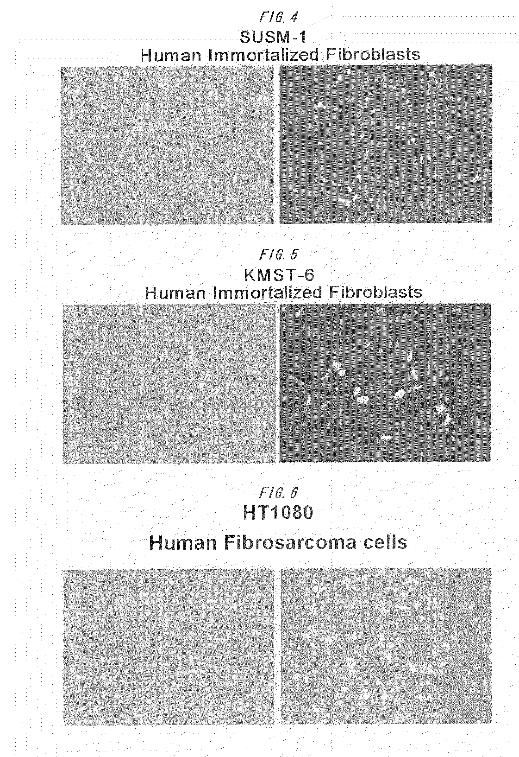 Foreign gene transfer method by electroporation technique