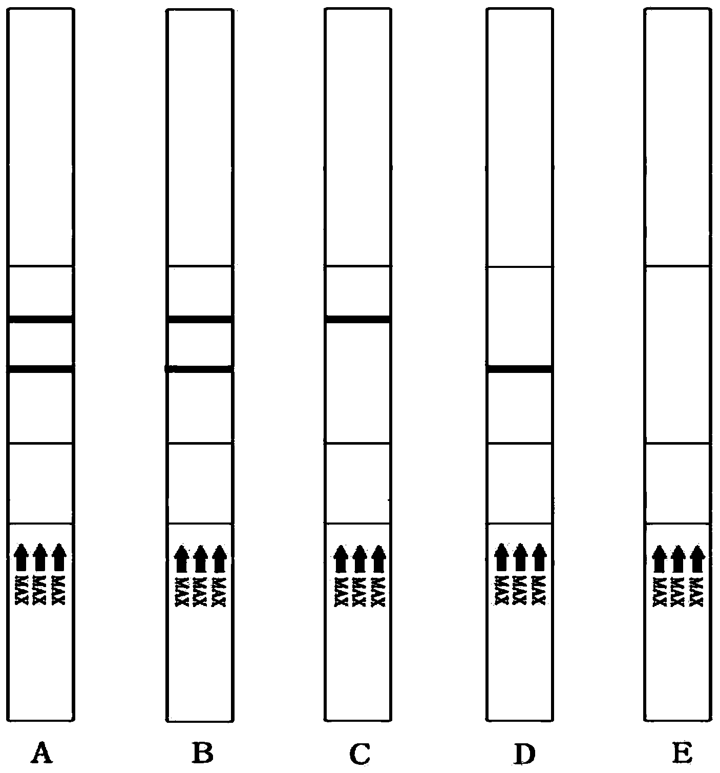 Test paper strip for quick detection of tolclofos-methyl by colloidal gold and preparation method of test paper strip