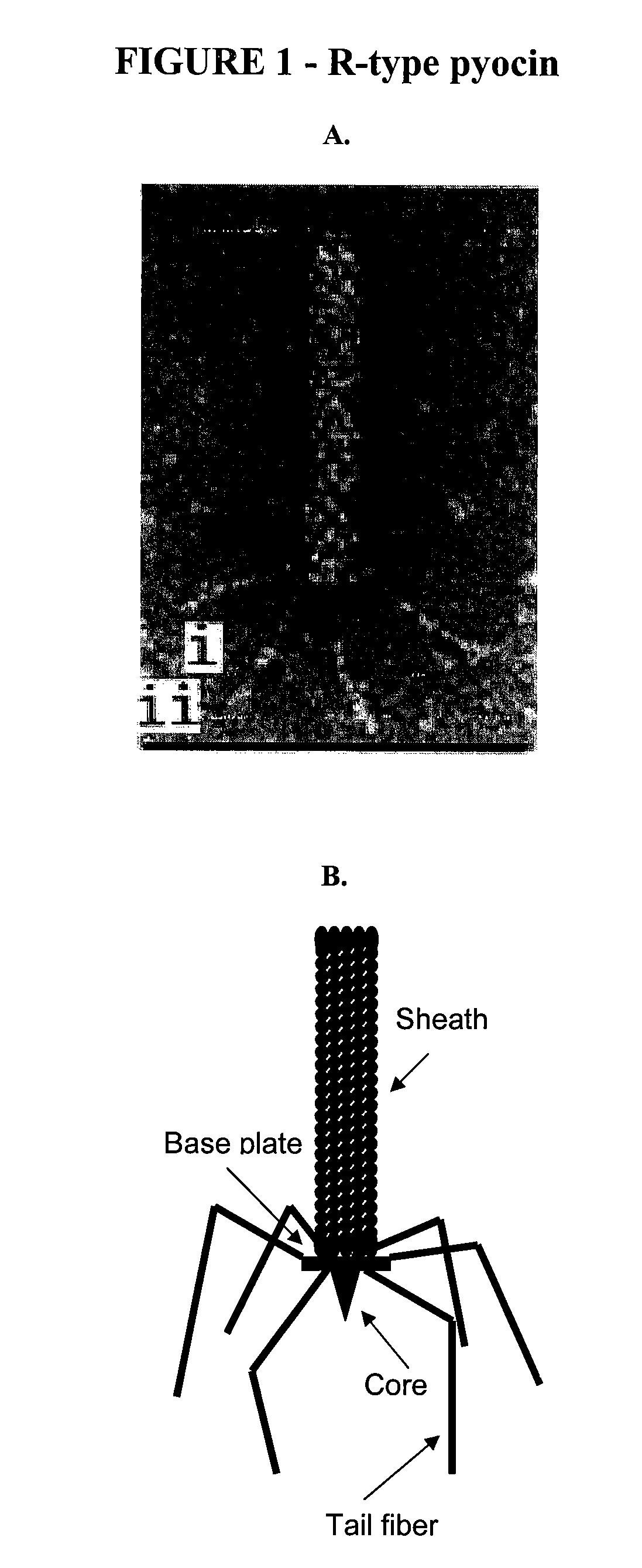 Modified bacteriocins and methods for their use