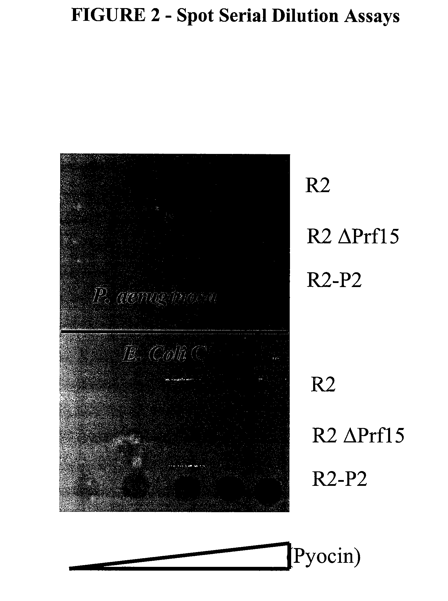 Modified bacteriocins and methods for their use