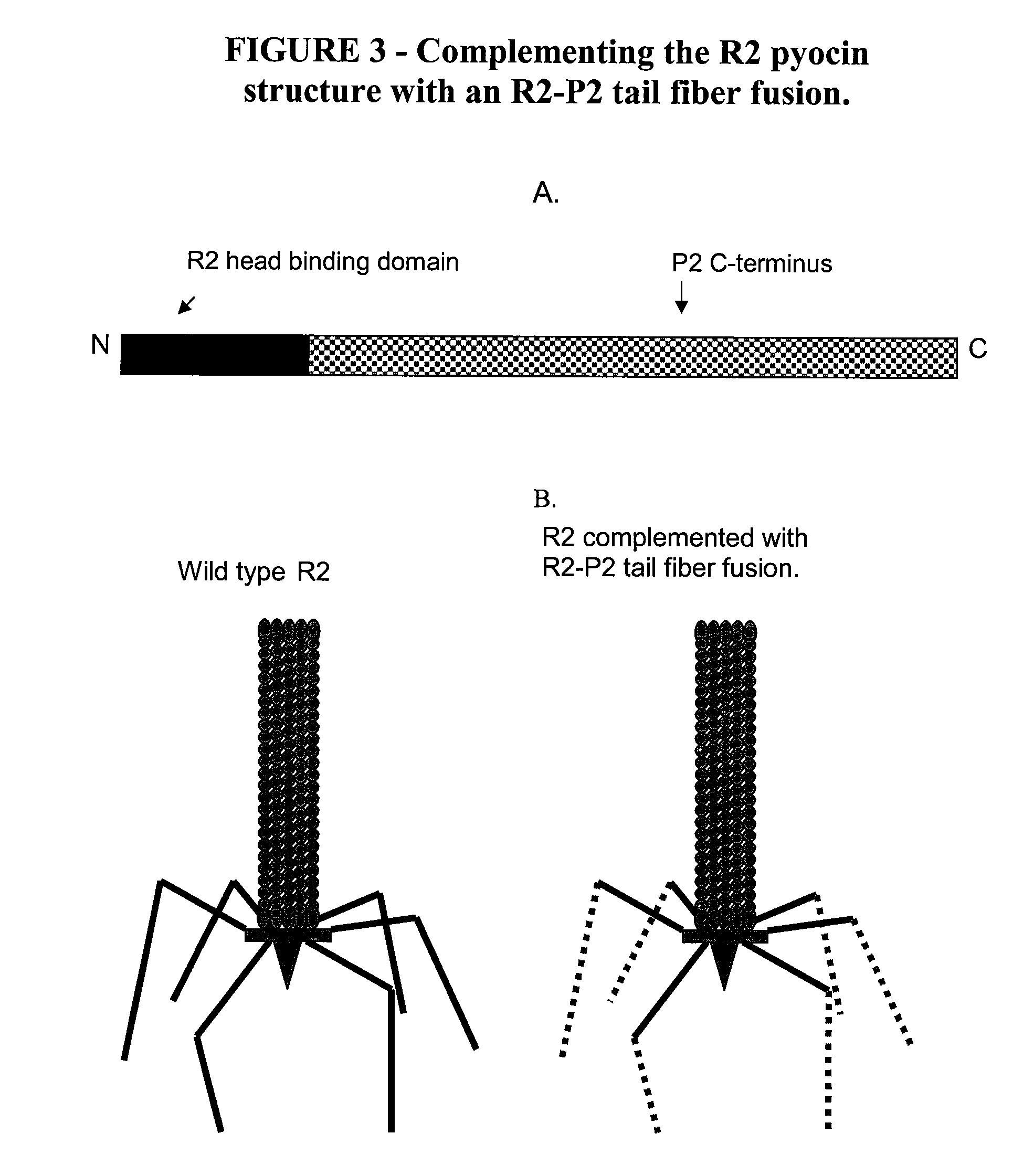 Modified bacteriocins and methods for their use