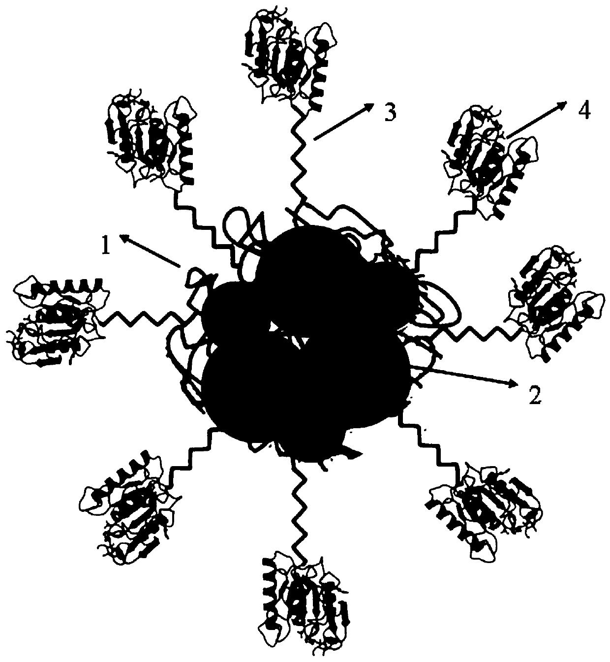 A zwitterionic magnetic composite hydrogel immobilized enzyme carrier and its preparation method